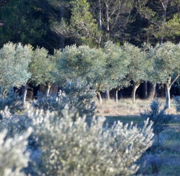 Les Cabanons Sainte Victoire Hotel Exterior foto